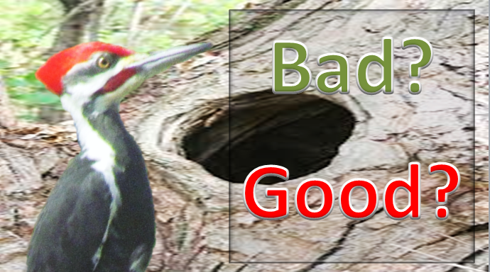 mini-blog #2: Pileated woodpecker, good or bad?